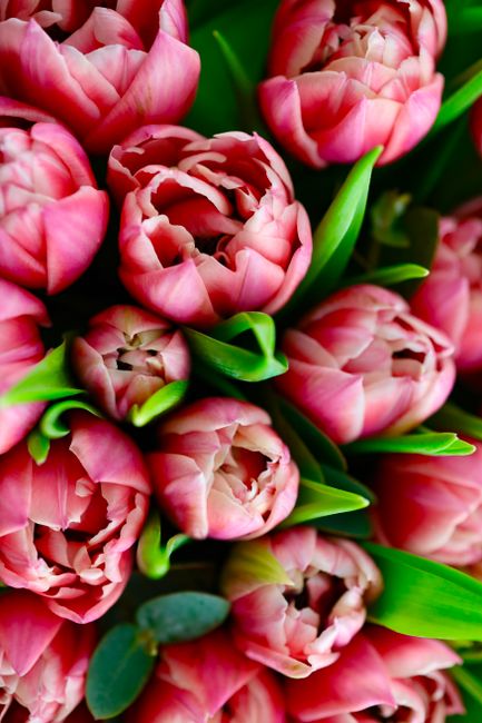 Close-up image of a cluster of pink tulips with ruffled petals, some partially opened and others tightly closed, displaying a variety of shades from soft blush to deeper pink. The tulips have smooth, 